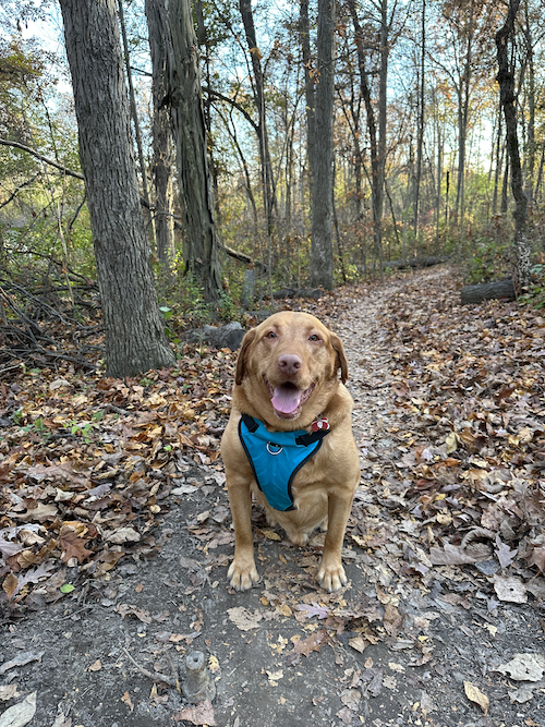 A red lab wearing a turqoise harness sitting in the woods on a trail with fallen leaves